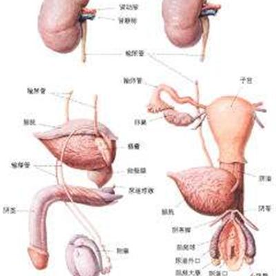 男科醫院怎么治療早些泄能治好嗎檢查陰囊檢查什么?,男科醫院治療早泄與陰囊檢查，平衡策略的實施與治療效果分析,真實解答解釋定義_GM版36.41.37