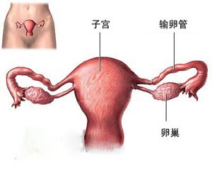 第1950頁