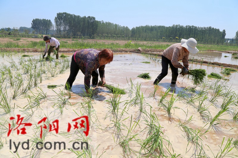 中農(nóng)海稻深圳生物科技有限公司,中農(nóng)海稻深圳生物科技有限公司的實(shí)地驗(yàn)證數(shù)據(jù)策略，探索與創(chuàng)新的征程,數(shù)據(jù)支持方案設(shè)計(jì)_改版89.87.25