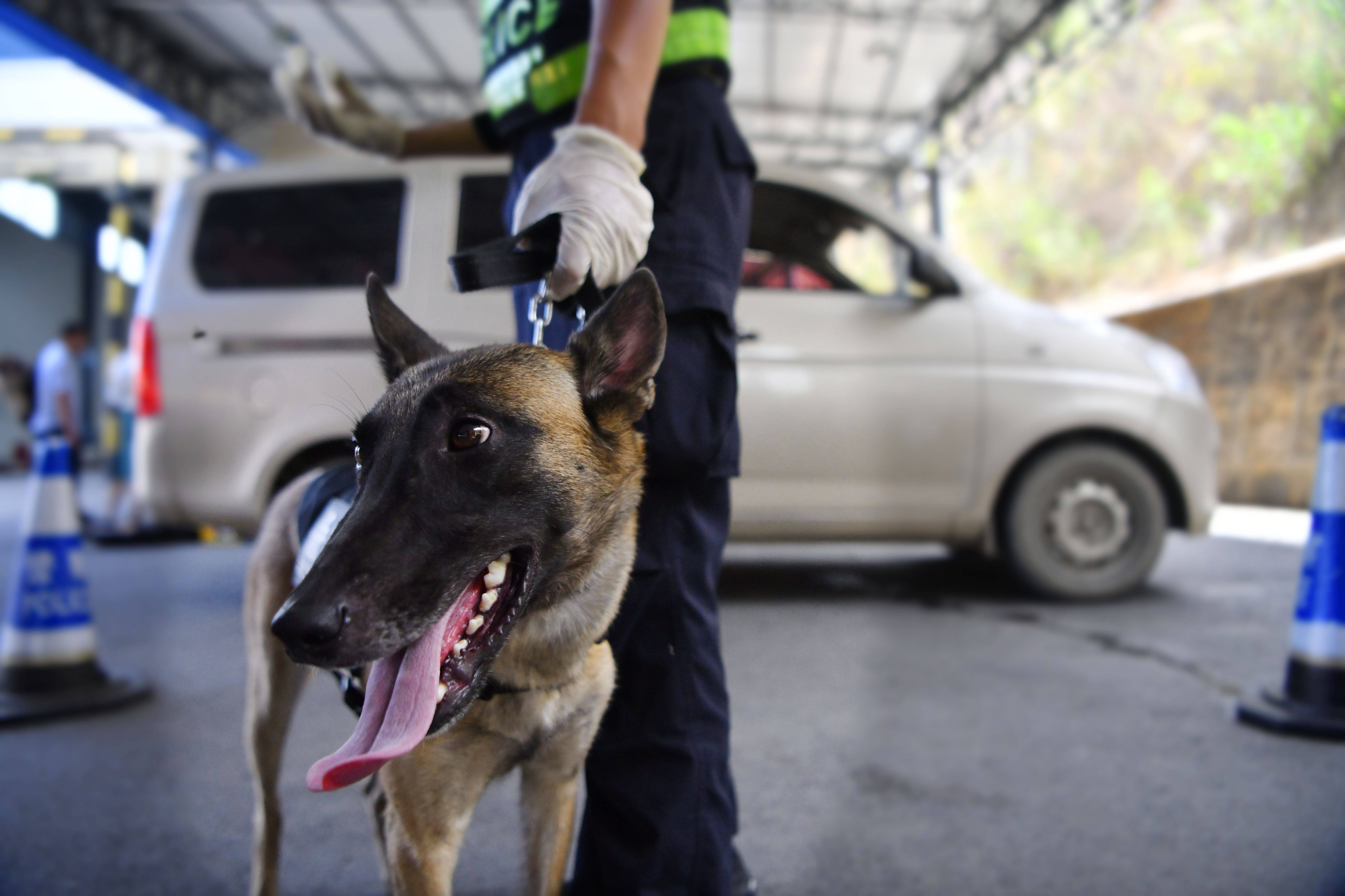 警犬從特警車伸出小腦瓜盯梢