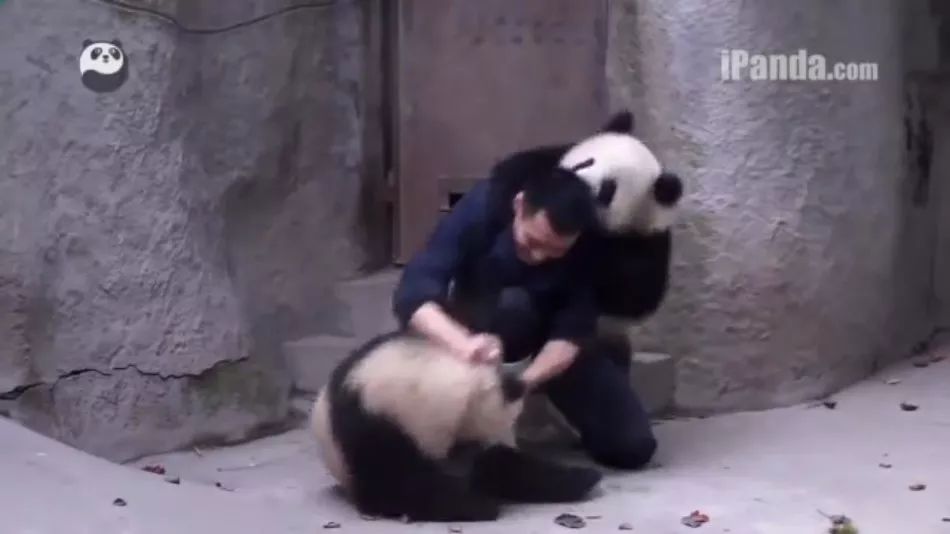 女飼養員徒手將熊按在玻璃上鎖喉