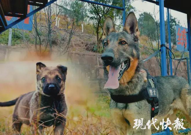 警犬被通報：上班死氣沉沉到處尿尿