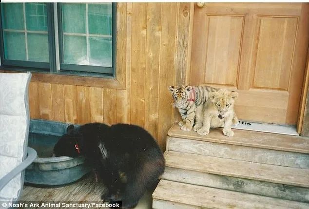 動物園小老虎被迫營業(yè)按下爪印掛歷