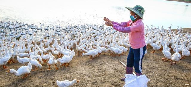 村民燒秸稈燒死養殖戶5000只鵝苗