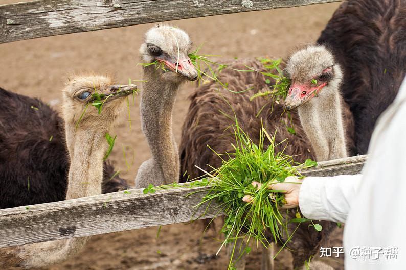 女子和丈夫養100只鴕鳥做鴕鳥吃播