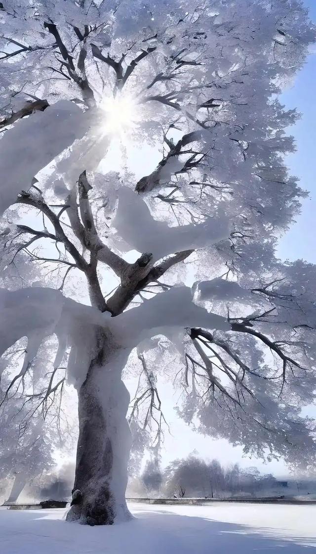 新疆雪后現大地之樹