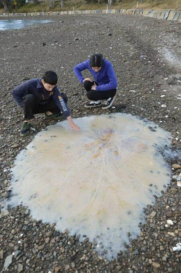 男孩在澳大利亞海灘發現奇怪生物