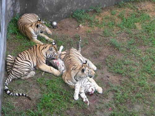 長沙生態動物園回復老虎餓成皮包骨