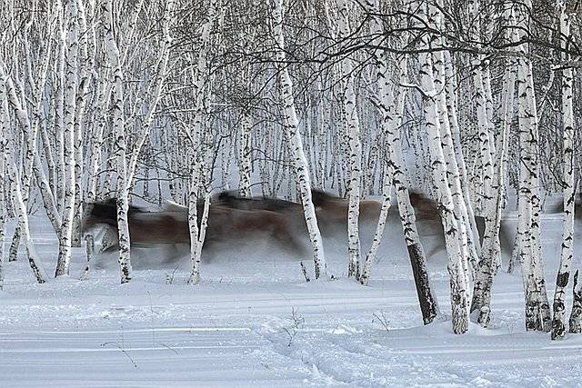 新疆雪后現大地之樹,迅速處理解答問題_縮版17.96.90