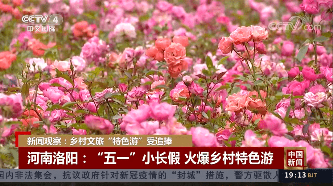 今日黃歷幸運數字,洛陽為《國色芳華》提供12000株花