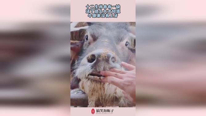 十二生肖沒有牙的動物圖片,漂白王千源好恐怖的表白