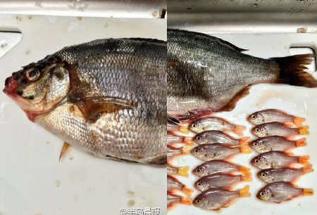 香港內(nèi)部正版免費(fèi)資料一,景區(qū)魚(yú)以貪睡出名導(dǎo)致真死沒(méi)發(fā)現(xiàn)