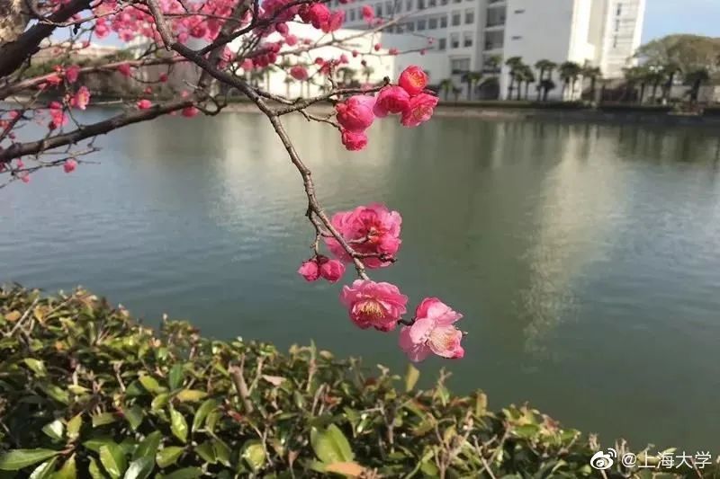 澳門天天彩免費資料香港,東風隨春歸 發我枝上花