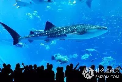 新奧門特寺免費(fèi)資料大全,日本水族館翻車魚因沒游客自閉