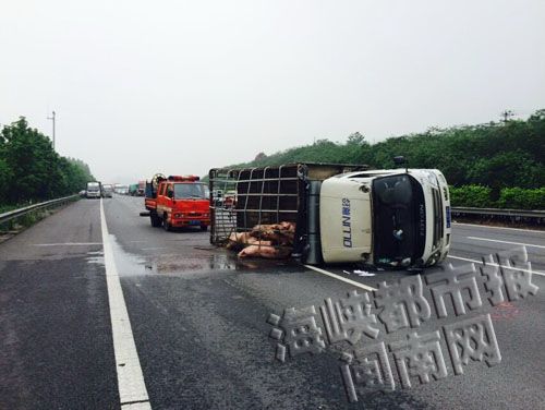 掛牌全篇正版掛牌掛澳門,運(yùn)豬車被撞側(cè)翻 二師兄馬路上撒歡